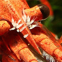 Garnélarák parazita - Mikorrhiza – Wikipédia